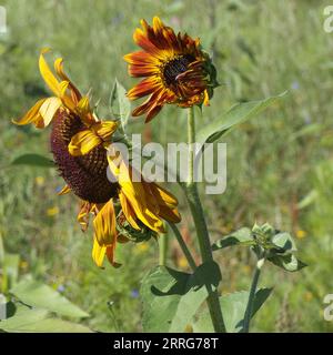 Bourdon sur tournesol orange. Fleur jaune-orange vif. Bumblebee recueille le miel d'une fleur, Allemagne Banque D'Images