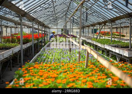 220513 -- BICHKEK, le 13 mai 2022 -- des fleurs sont vues à l'entreprise municipale dans une serre, Bichkek, Kirghizistan, le 10 mai 2022. Plus de 800 000 fleurs préparées par l’entreprise municipale seront en fleurs en été. Photo de Roman/Xinhua KYRGYZSTAN-BICHKEK-FLOWER GuanxJianwu PUBLICATIONxNOTxINxCHN Banque D'Images