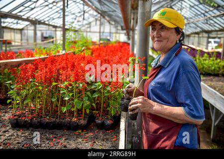 220513 -- BICHKEK, le 13 mai 2022 -- Un employé de l'entreprise municipale se prépare à planter des fleurs dans une serre, Bichkek, Kirghizistan, le 10 mai 2022. Plus de 800 000 fleurs préparées par l’entreprise municipale seront en fleurs en été. Photo de Roman/Xinhua KYRGYZSTAN-BICHKEK-FLOWER GuanxJianwu PUBLICATIONxNOTxINxCHN Banque D'Images