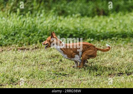 Chien courant en automne et chassant leurre coursing sur le champ vert Banque D'Images