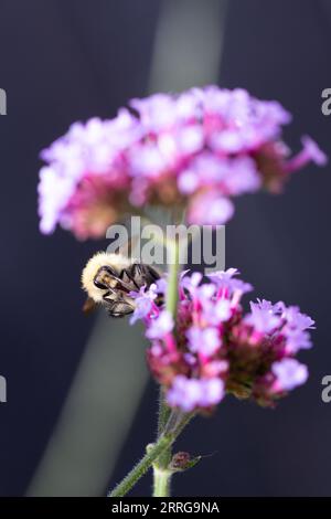 Gros plan d'un bourdon (bombus) sur verveine bonariensis, Royaume-Uni Banque D'Images