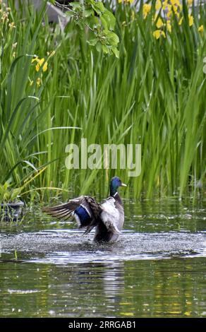 220515 -- PÉKIN, le 15 mai 2022 -- Un canard sauvage est vu dans le lac du parc Yuanmingyuan à Pékin, capitale de la Chine, le 15 mai 2022. CHINA-BEIJING-YUANMINGYUAN PARK-BIRDS CN LIXXIN PUBLICATIONXNOTXINXCHN Banque D'Images