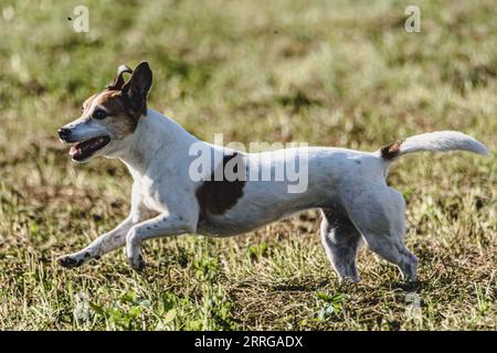 Chien courant en automne et chassant leurre coursing sur le champ vert Banque D'Images