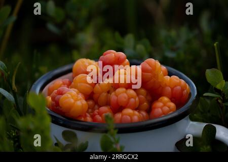 mûres d'orange everal dans une tasse Banque D'Images