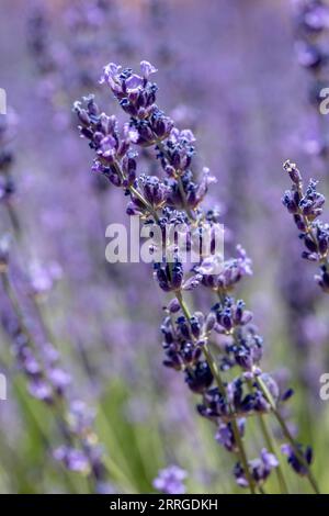 Vue rapprochée de la plante de lavande en fleurs Banque D'Images