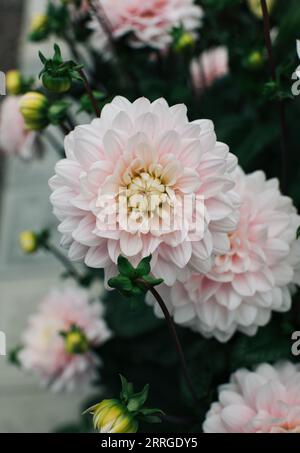 Magnifique Dahlia rose pâle dans un jardin en Suède Banque D'Images