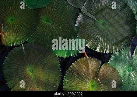 des nappes de lys géants dans l'eau Banque D'Images