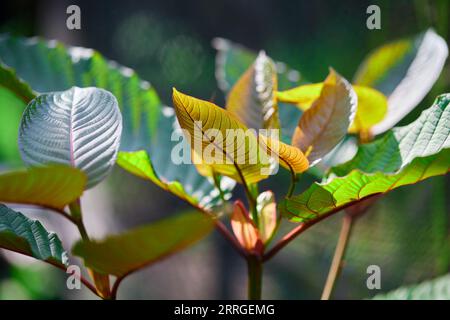 Vue rapprochée de mitragyna speciosa ou feuille de Kratom Banque D'Images