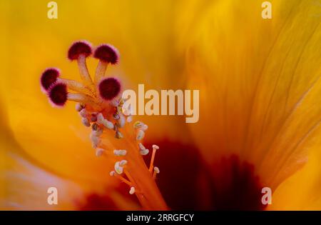 Une photo macro extrême du stigmate d'une fleur d'hibiscus révèle une surface délicate et collante parsemée de grains de pollen, en gros plan sur son style spirale Banque D'Images