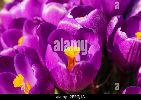 Purple Crocus poussant à l'extérieur. Vue sur Magic Blooming Spring Flowers Crocus sativus. Banque D'Images