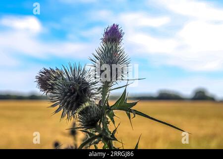 Belles plantes de chardon au bord d'Un champ en été Banque D'Images