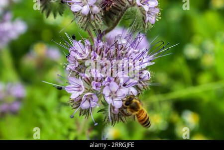 Belles fleurs sur Une prairie en été avec des insectes comme les abeilles et les bourdons Banque D'Images