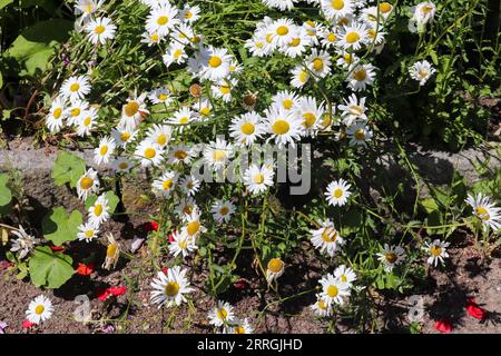 Belles fleurs blanches de margerite sur Un champ vert. Leucanthemum vulgare. Journée ensoleillée d'été. Banque D'Images