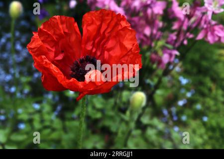 Belles fleurs de coquelicot rouge au soleil trouvées dans Un jardin vert Banque D'Images