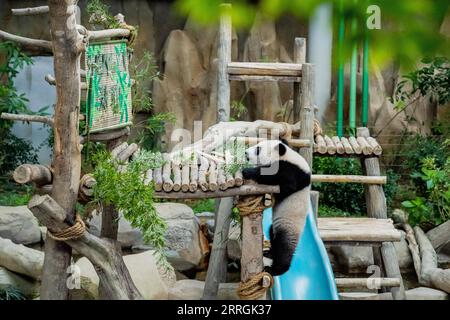 220525 -- KUALA LUMPUR, le 25 mai 2022 -- Sheng Yi, petit panda géant, joue au zoo Negara près de Kuala Lumpur, Malaisie, le 25 mai 2022. Le troisième petit panda géant élevé localement né en mai de l'année dernière en Malaisie est officiellement nommé Sheng Yi, ce qui signifie paix et amitié. Le nom indique également la volonté du gouvernement malaisien de renforcer ses liens diplomatiques avec la Chine, selon un communiqué de presse du ministre malaisien de l'énergie et des Ressources naturelles Takiyuddin Hassan. MALAISIE-KUALA LUMPUR-GÉANT PANDA-SHENG YI ZHUXWEI PUBLICATIONXNOTXINXCHN Banque D'Images