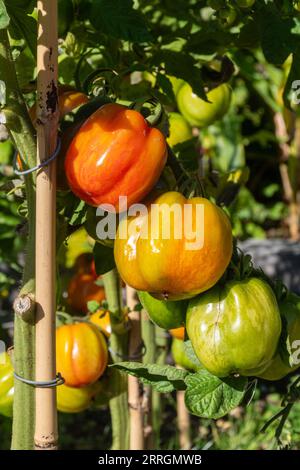 Tomates bourrées rayées mûrissant sur la vigne, une variété de tomate rouge indéterminée avec des rayures jaunes à la fin de l'été, Angleterre, Royaume-Uni Banque D'Images