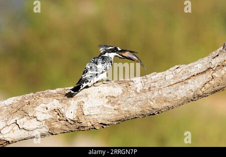 Un Kingfisher pied retourne à un perchoir régulier de la rive et étonne le Labao qu'il a attrapé avant d'avaler le poisson tête la première. Banque D'Images