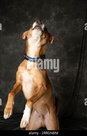 Mumbai, Inde septembre 7 2023 Un portrait de chien de race Indie de couleur orange et blanche avec des yeux aqueux sautant pour la croquette avec fond sombre Banque D'Images