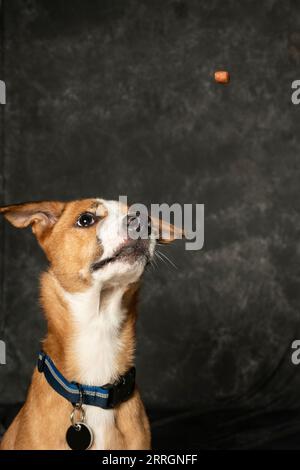 Mumbai, Inde septembre 7 2023 Un portrait de chien de race Indie de couleur orange et blanche avec des yeux aqueux regardant excité vers la croquette avec le dos sombre Banque D'Images