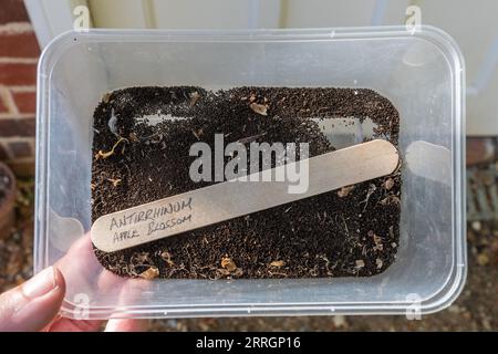 Graines d'Antirrhinum récoltées à partir de fleurs dans un récipient en plastique pour être séchées et plantées, Royaume-Uni Banque D'Images