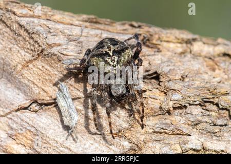 Araneus angulatus (Araneus angulatus), Royaume-Uni Banque D'Images