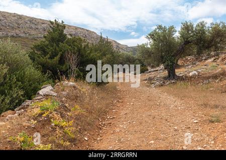 Section de la route byzantine menant à travers un verger d'oliviers sur Paros, Grèce Banque D'Images