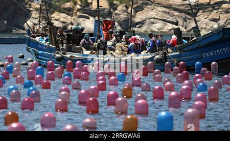 220601 -- CHANGHAI, le 1 juin 2022 -- des pêcheurs travaillent dans un ranch marin dans le canton de Haiyangdao, dans le comté de Changhai, à Dalian, dans la province du Liaoning, au nord-est de la Chine, le 31 mai 2022. Plus de 10 zones de démonstration de ranchs marins au niveau de l'État ont été approuvées dans le comté de Changhai depuis 2016. CHINA-LIAONING-CHANGHAI-MARINE RANCH CN YAOXJIANFENG PUBLICATIONXNOTXINXCHN Banque D'Images