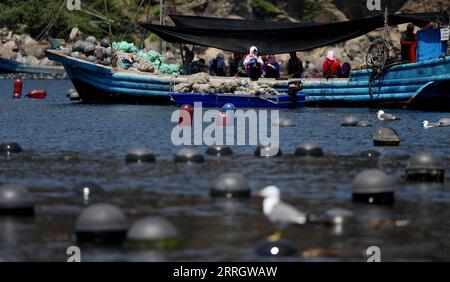 220601 -- CHANGHAI, le 1 juin 2022 -- des pêcheurs travaillent dans un ranch marin dans le canton de Haiyangdao, dans le comté de Changhai, à Dalian, dans la province du Liaoning, au nord-est de la Chine, le 31 mai 2022. Plus de 10 zones de démonstration de ranchs marins au niveau de l'État ont été approuvées dans le comté de Changhai depuis 2016. CHINA-LIAONING-CHANGHAI-MARINE RANCH CN YAOXJIANFENG PUBLICATIONXNOTXINXCHN Banque D'Images