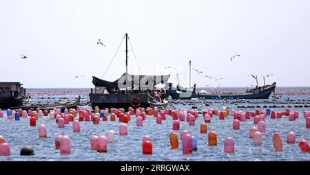 220601 -- CHANGHAI, le 1 juin 2022 -- des pêcheurs travaillent dans un ranch marin dans le canton de Haiyangdao, dans le comté de Changhai, à Dalian, dans la province du Liaoning, au nord-est de la Chine, le 31 mai 2022. Plus de 10 zones de démonstration de ranchs marins au niveau de l'État ont été approuvées dans le comté de Changhai depuis 2016. CHINA-LIAONING-CHANGHAI-MARINE RANCH CN YAOXJIANFENG PUBLICATIONXNOTXINXCHN Banque D'Images