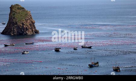 220601 -- CHANGHAI, le 1 juin 2022 -- des pêcheurs travaillent dans un ranch marin dans le canton de Haiyangdao, dans le comté de Changhai, à Dalian, dans la province du Liaoning, au nord-est de la Chine, le 31 mai 2022. Plus de 10 zones de démonstration de ranchs marins au niveau de l'État ont été approuvées dans le comté de Changhai depuis 2016. CHINA-LIAONING-CHANGHAI-MARINE RANCH CN YAOXJIANFENG PUBLICATIONXNOTXINXCHN Banque D'Images