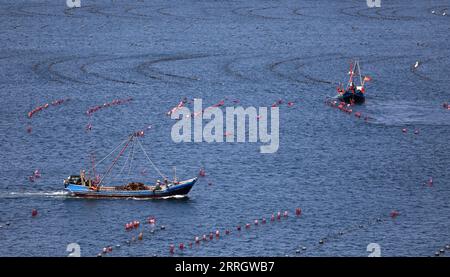 220601 -- CHANGHAI, le 1 juin 2022 -- des pêcheurs travaillent dans un ranch marin dans le canton de Haiyangdao, dans le comté de Changhai, à Dalian, dans la province du Liaoning, au nord-est de la Chine, le 31 mai 2022. Plus de 10 zones de démonstration de ranchs marins au niveau de l'État ont été approuvées dans le comté de Changhai depuis 2016. CHINA-LIAONING-CHANGHAI-MARINE RANCH CN YAOXJIANFENG PUBLICATIONXNOTXINXCHN Banque D'Images