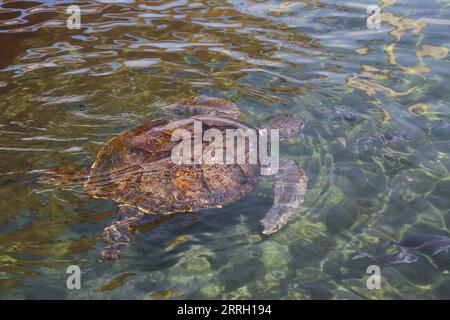 220607 -- HADERA, le 7 juin 2022 -- Une tortue de mer nage dans une piscine d'eau de mer au Centre israélien de sauvetage des tortues de mer près de la ville israélienne de Hadera, le 6 juin 2022. Le Centre israélien de sauvetage des tortues marines a été créé en 1999 par l’Autorité israélienne de la nature et des parcs dans le but de réhabiliter les tortues marines blessées et de les ramener à l’état sauvage après leur rétablissement. Depuis sa création, le centre a pris soin de plus de 700 personnes et environ 70 pour cent d'entre elles ont été relâchées en pleine mer. ISRAËL-HADERA-SEA TURTLE RESCUE CENTER SHANGXHAO PUBLICATIONXNOTXINXCHN Banque D'Images