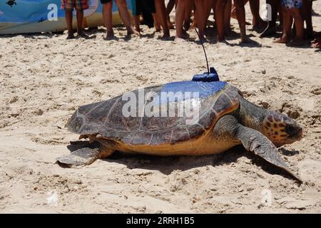 220607 -- HADERA, le 7 juin 2022 -- Une tortue de mer est relâchée à la mer par le Centre israélien de sauvetage des tortues de mer sur une plage près de la ville israélienne de Hadera le 6 juin 2022. Le Centre israélien de sauvetage des tortues marines a été créé en 1999 par l’Autorité israélienne de la nature et des parcs dans le but de réhabiliter les tortues marines blessées et de les ramener à l’état sauvage après leur rétablissement. Depuis sa création, le centre a pris soin de plus de 700 personnes et environ 70 pour cent d'entre elles ont été relâchées en pleine mer. ISRAËL-HADERA-SEA TURTLE RESCUE CENTER WANGXZHUOLUN PUBLICATIONXNOTXINX Banque D'Images