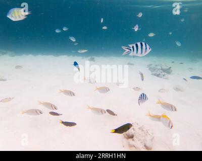 220608 -- KUALA LUMPUR, le 8 juin 2022 -- une photo prise le 14 mai 2022 montre le paysage sous-marin au large de la Semporna de Sabah, en Malaisie. Un écosystème marin sain fournit ici un habitat pour diverses espèces marines. MALAISIE-SABAH-PAYSAGE SOUS-MARIN ZhuxWei PUBLICATIONxNOTxINxCHN Banque D'Images