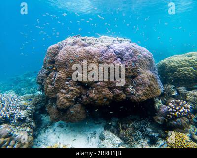 220608 -- KUALA LUMPUR, le 8 juin 2022 -- une photo prise le 14 mai 2022 montre le paysage sous-marin au large de la Semporna de Sabah, en Malaisie. Un écosystème marin sain fournit ici un habitat pour diverses espèces marines. MALAISIE-SABAH-PAYSAGE SOUS-MARIN ZhuxWei PUBLICATIONxNOTxINxCHN Banque D'Images