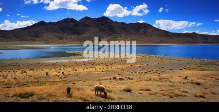 220610 -- LHASSA, 10 juin 2022 -- paître le bétail au bord du lac Yamzbog Yumco, région autonome du Tibet du sud-ouest de la Chine, 3 juin 2022. La région autonome du Tibet du sud-ouest de la Chine reste l'une des meilleures zones environnementales au monde, avec une biodiversité et des écosystèmes locaux restés stables en 2021, selon un rapport publié le 2 juin 2022. InTibetchina-TIBET-ENVIRONMENT CN ShenxHongbing PUBLICATIONxNOTxINxCHN Banque D'Images