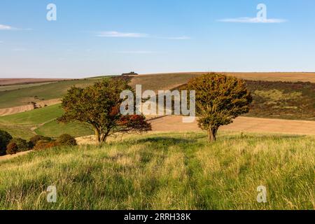 Un sentier qui court entre deux aubépine dans les South Downs, par une soirée ensoleillée de septembre Banque D'Images