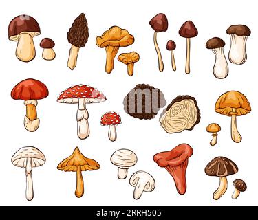 Collection de champignons comestibles et non comestibles dans le style de bande dessinée. Dessins de plantes forestières dessinées à la main. Parfait pour recette, menu, étiquette, icône, emballage. Champignon Illustration de Vecteur