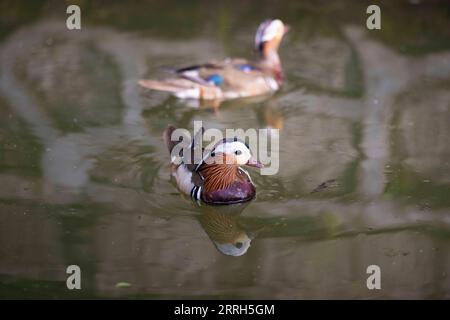 220615 -- HARBIN, le 15 juin 2022 -- des canards mandarins nagent sur le lac du parc Zhaolin à Harbin, dans la province du Heilongjiang au nord-est de la Chine, le 15 juin 2022. Avec un environnement écologique en amélioration, le parc Zhaolin a adopté une augmentation constante du nombre de canards mandarins ces dernières années. CHINE-HEILONGJIANG-HARBIN-MANDARIN CANARD CN ZHANGXTAO PUBLICATIONXNOTXINXCHN Banque D'Images