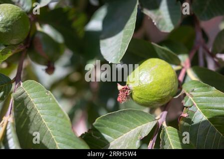 Fruit de goyave poussant sur une branche d'arbre parmi les feuilles vertes. Psidium guajava Banque D'Images