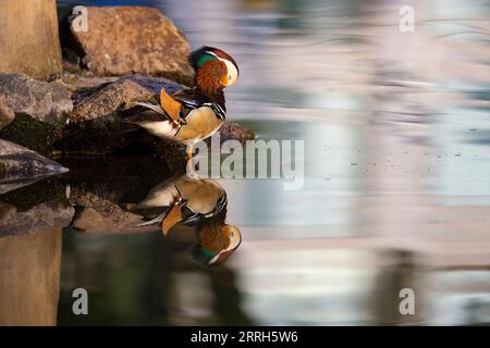 220615 -- HARBIN, le 15 juin 2022 -- Un canard mandarin est vu sur la rive d'un lac au parc Zhaolin à Harbin, dans la province du Heilongjiang du nord-est de la Chine, le 15 juin 2022. Avec un environnement écologique en amélioration, le parc Zhaolin a adopté une augmentation constante du nombre de canards mandarins ces dernières années. CHINE-HEILONGJIANG-HARBIN-MANDARIN CANARD CN ZHANGXTAO PUBLICATIONXNOTXINXCHN Banque D'Images