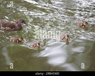 220615 -- HARBIN, 15 juin 2022 -- des canetons mandarins nouvellement nés nagent avec leur mère sur le lac du parc Zhaolin à Harbin, dans la province du Heilongjiang du nord-est de la Chine, le 15 juin 2022. Avec un environnement écologique en amélioration, le parc Zhaolin a adopté une augmentation constante du nombre de canards mandarins ces dernières années. CHINE-HEILONGJIANG-HARBIN-MANDARIN CANARD CN ZHANGXTAO PUBLICATIONXNOTXINXCHN Banque D'Images