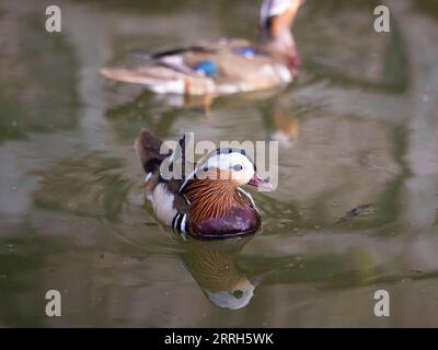 220615 -- HARBIN, le 15 juin 2022 -- des canards mandarins nagent sur le lac du parc Zhaolin à Harbin, dans la province du Heilongjiang au nord-est de la Chine, le 15 juin 2022. Avec un environnement écologique en amélioration, le parc Zhaolin a adopté une augmentation constante du nombre de canards mandarins ces dernières années. CHINE-HEILONGJIANG-HARBIN-MANDARIN CANARD CN ZHANGXTAO PUBLICATIONXNOTXINXCHN Banque D'Images