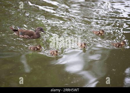 220615 -- HARBIN, 15 juin 2022 -- des canetons mandarins nouvellement nés nagent avec leur mère sur le lac du parc Zhaolin à Harbin, dans la province du Heilongjiang du nord-est de la Chine, le 15 juin 2022. Avec un environnement écologique en amélioration, le parc Zhaolin a adopté une augmentation constante du nombre de canards mandarins ces dernières années. CHINE-HEILONGJIANG-HARBIN-MANDARIN CANARD CN ZHANGXTAO PUBLICATIONXNOTXINXCHN Banque D'Images