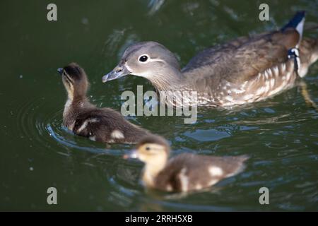 220615 -- HARBIN, 15 juin 2022 -- des canetons mandarins nouvellement nés nagent avec leur mère sur le lac du parc Zhaolin à Harbin, dans la province du Heilongjiang du nord-est de la Chine, le 15 juin 2022. Avec un environnement écologique en amélioration, le parc Zhaolin a adopté une augmentation constante du nombre de canards mandarins ces dernières années. CHINE-HEILONGJIANG-HARBIN-MANDARIN CANARD CN ZHANGXTAO PUBLICATIONXNOTXINXCHN Banque D'Images