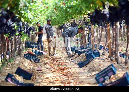 220616 -- MENOUFIA EGYPTE, 16 juin 2022 -- des gens récoltent des raisins dans une ferme de la province de Menoufia, Egypte, le 16 juin 2022. ÉGYPTE-MENOUFIA-VENDANGE AhmedxGomaa PUBLICATIONxNOTxINxCHN Banque D'Images