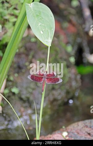 Parasol commun Dragonfly perché dans les jardins botaniques à Singapour Banque D'Images