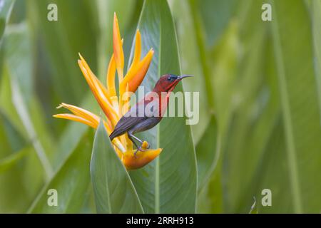 Cramson mâle Sunbird sur une fleur à Singapour Banque D'Images