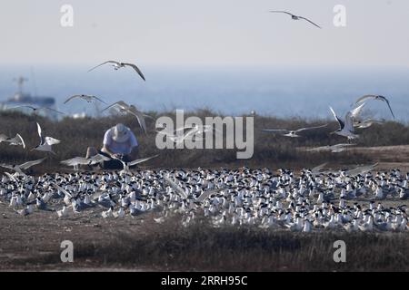 220621 -- ÎLE DE KUBBAR, 21 juin 2022 -- une photo prise le 20 juin 2022 montre des sternes à joues blanches sur l'île de Kubbar, au Koweït. Photo de /Xinhua KUWAIT-KUBBAR ISLAND-BIRDS-WHITE-CHEEKED TERN GhazyxQaffaf PUBLICATIONxNOTxINxCHN Banque D'Images