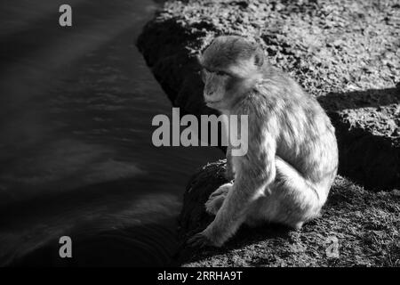 babouin assis près de l'eau. Grand singe dans la nature. fourrure blanche marron. mammifère intelligent. Image animale Banque D'Images